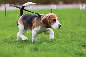 Dog on a leash