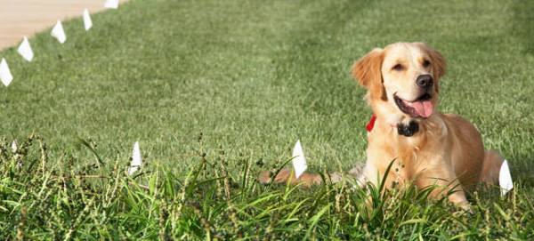 Dog with flags