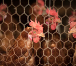 Chicken fence